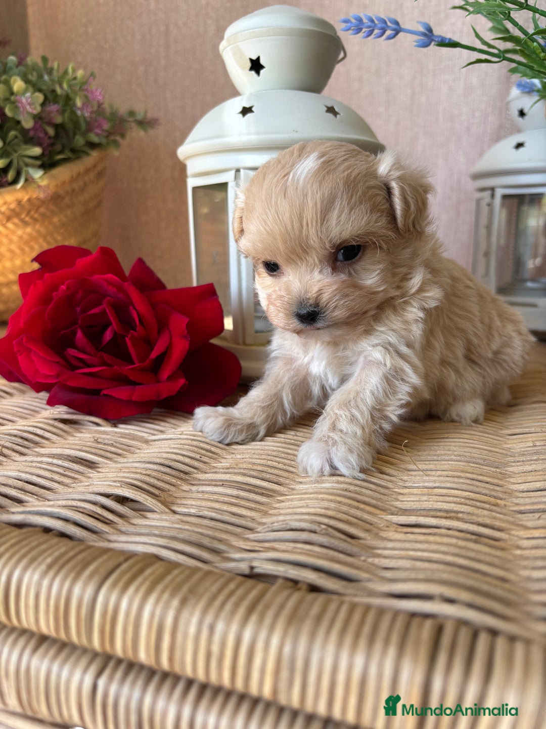 Maltipoo perros en venta: Maltipoo hembra tacita de té !!! - Imagen 5