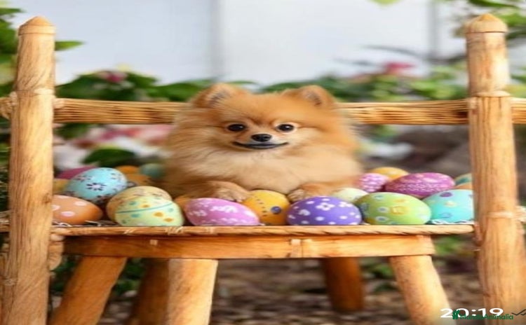 Pomerania perros - Anuncio 5