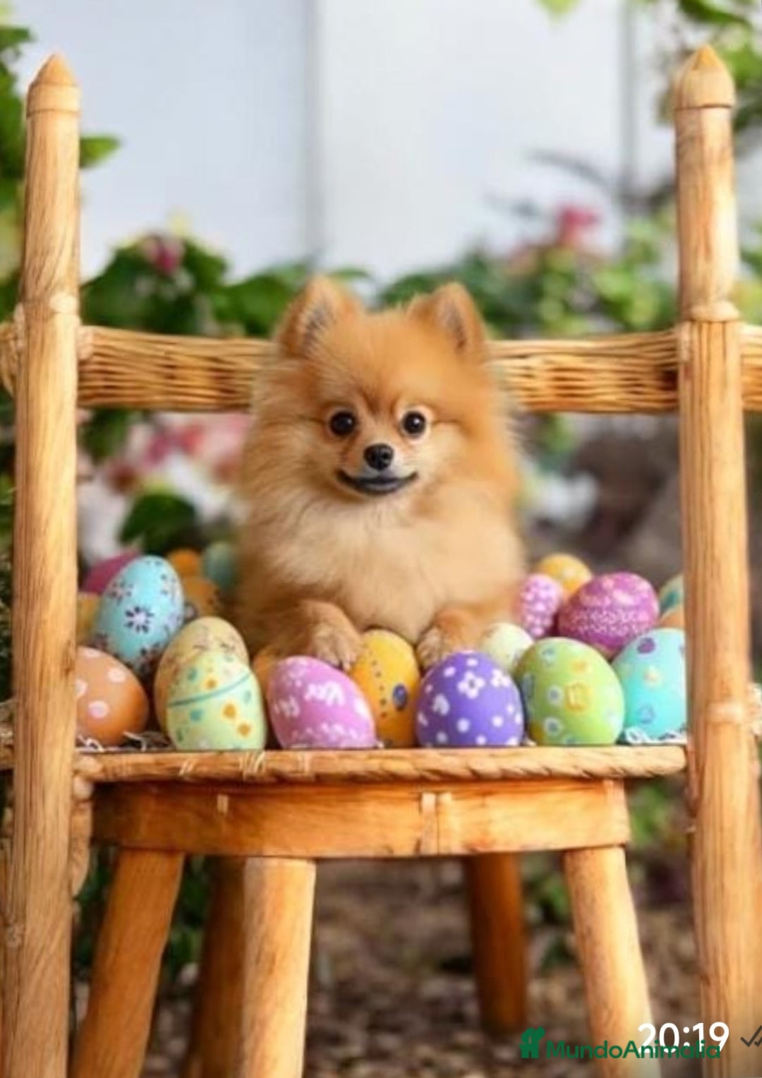 Pomerania perros en venta: Lulú Pomerania miniatura  - Imagen 1