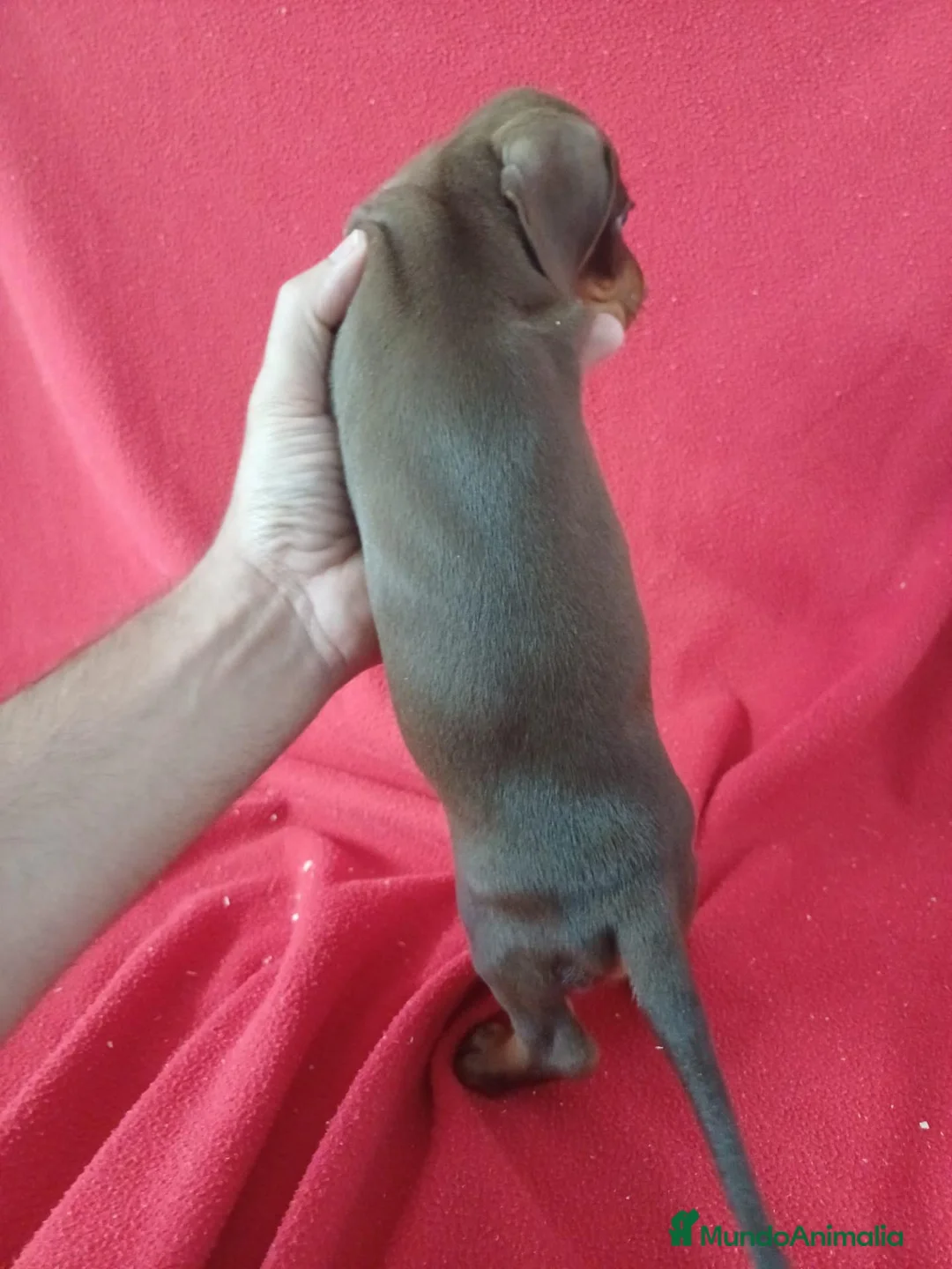 Teckel Miniatura perros en venta: Teckel Miniatura Chocolate Ojos Claros - Anuncio 3