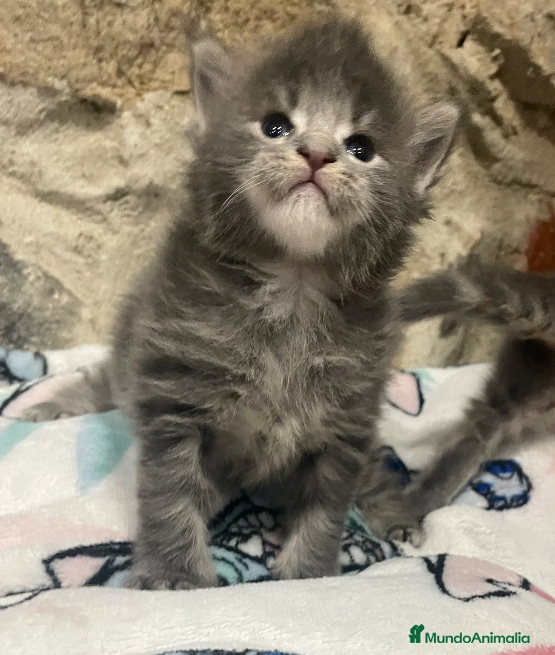 Maine Coon gatos en venta: Rey- Diez cattery  - Anuncio 40