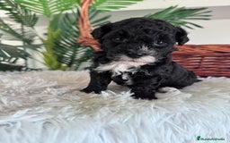 Caniche Toy perros en venta: CANICHE TOY HEMBRA - Imagen 8