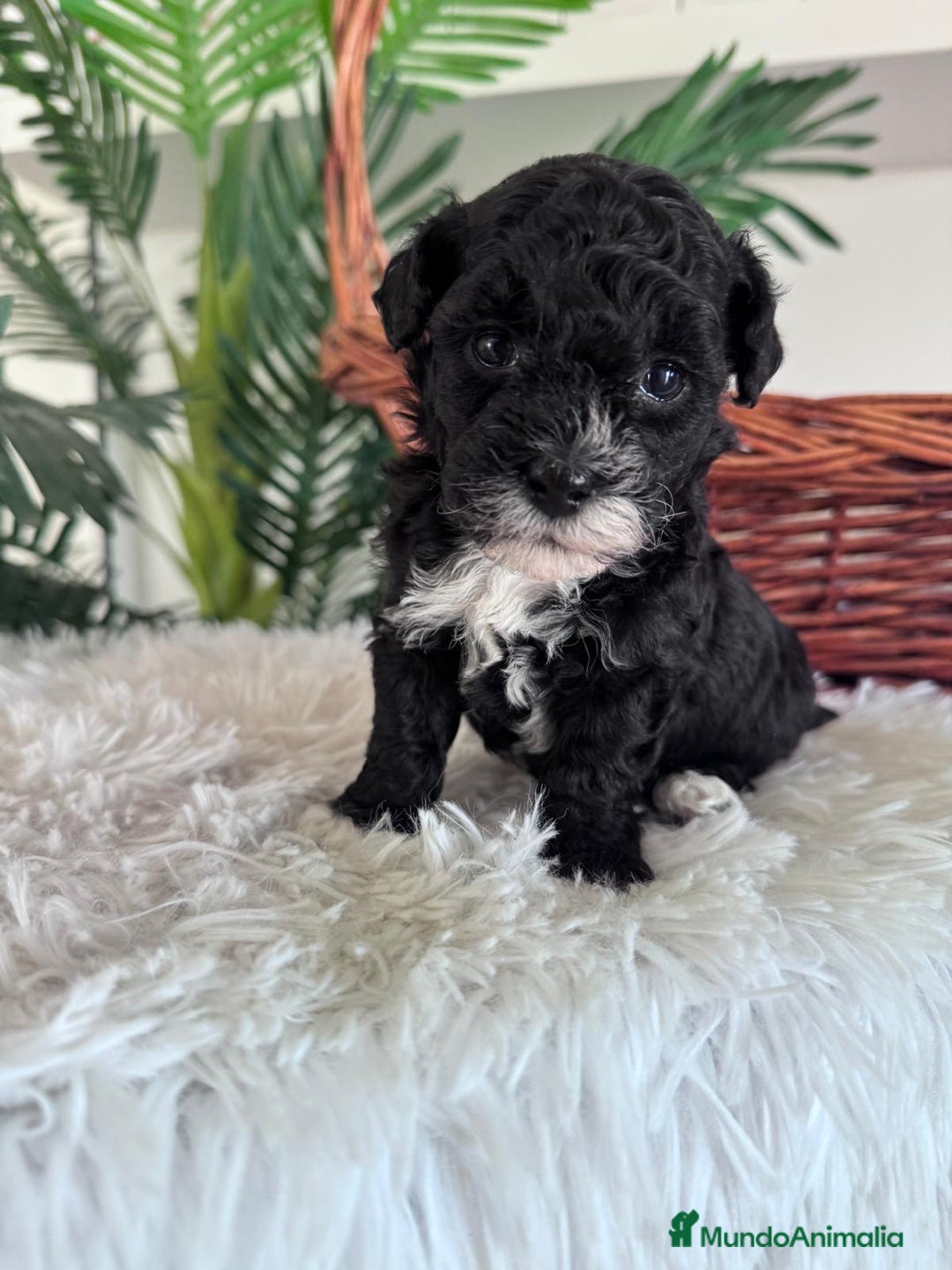 Caniche Toy perros en venta: CANICHE TOY HEMBRA - Imagen 8