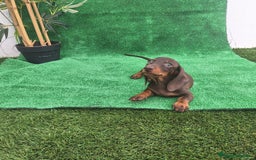 Teckel Miniatura perros en venta: TECKEL MINIATURA CHOCOLATE  - Imagen 2