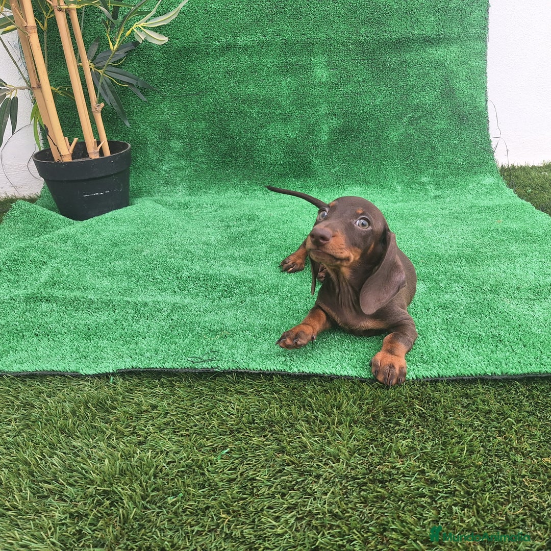 Teckel Miniatura perros en venta: TECKEL MINIATURA CHOCOLATE  - Imagen 2