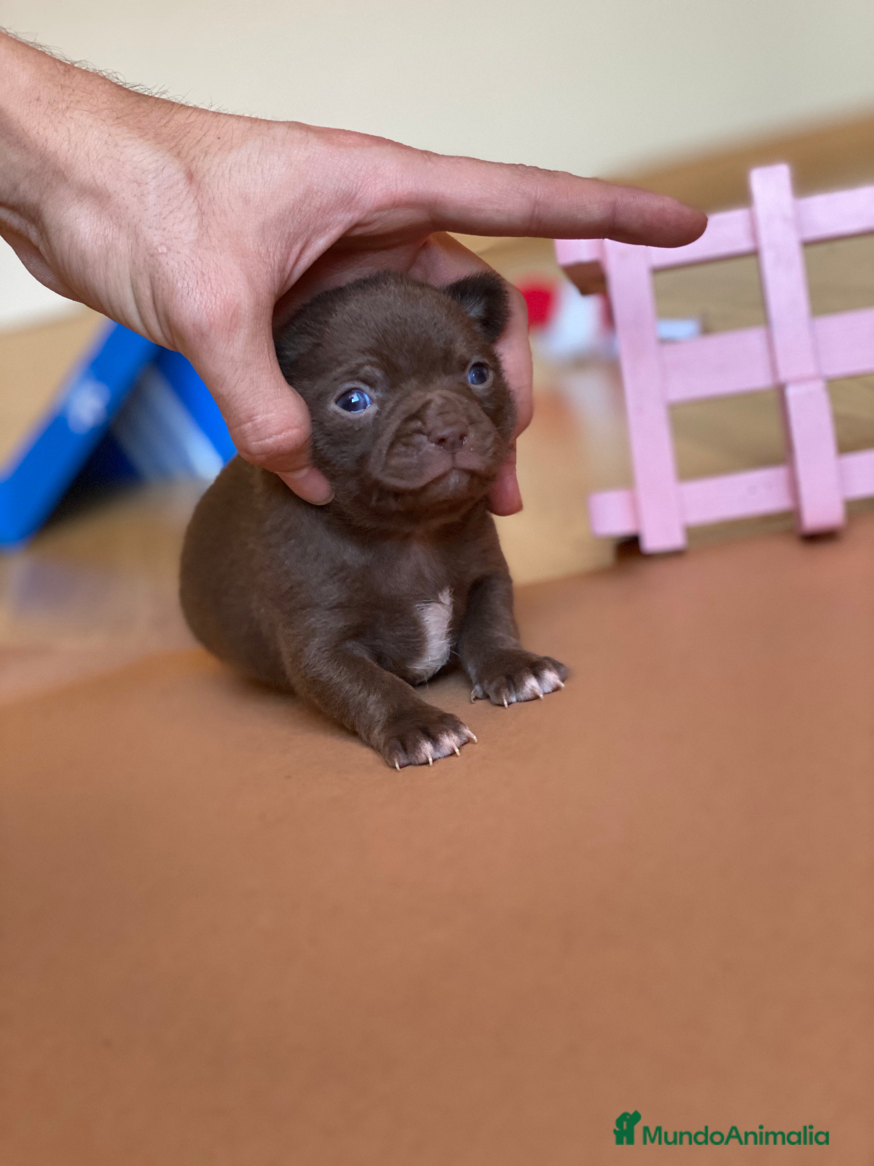 Chihuahua perros Chihuahuas miniatura!!  - Anuncio 28