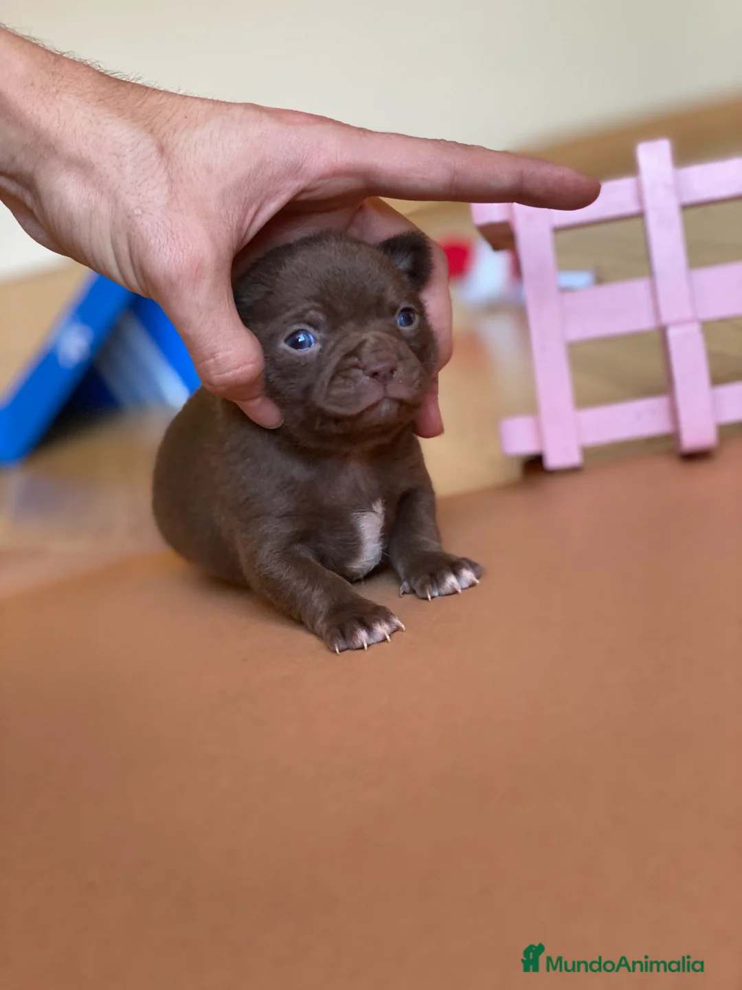 Chihuahua perros en venta: Chihuahuas miniatura!!  - Anuncio 1