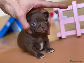 Chihuahua perros Chihuahuas miniatura!! - Anuncio 28