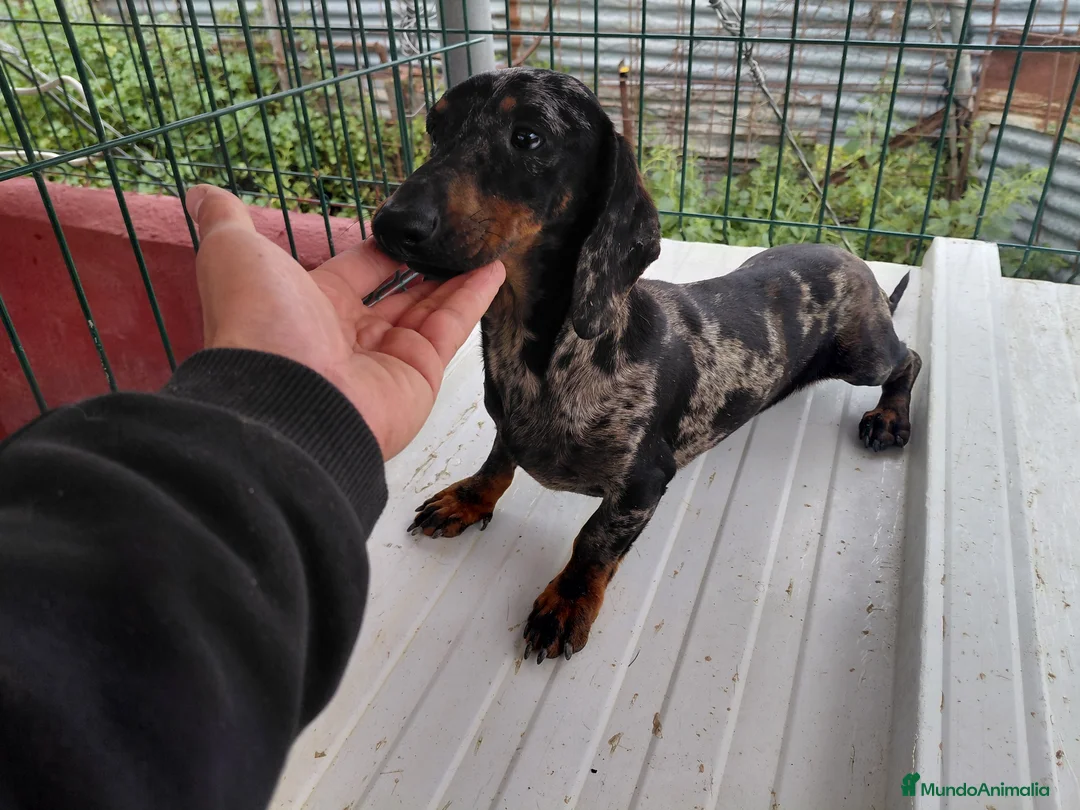 Teckel perros en venta: Teckel adulto - Anuncio 1