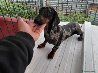 Teckel perros Teckel adulto - Anuncio 1
