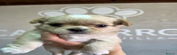Chihuahua perros en venta: Chihuahua pelo largo  - Anuncio 3