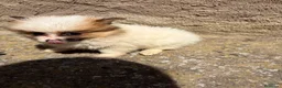 Pomerania perros en venta: Polumerania mini particolor - Anuncio 4