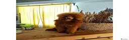 Caniche Toy perros en venta: Caniche Toy rojo  - Anuncio 19