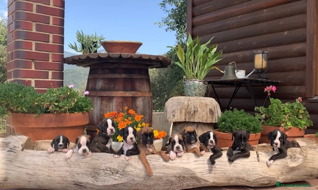 Imagen de galería {{count}}