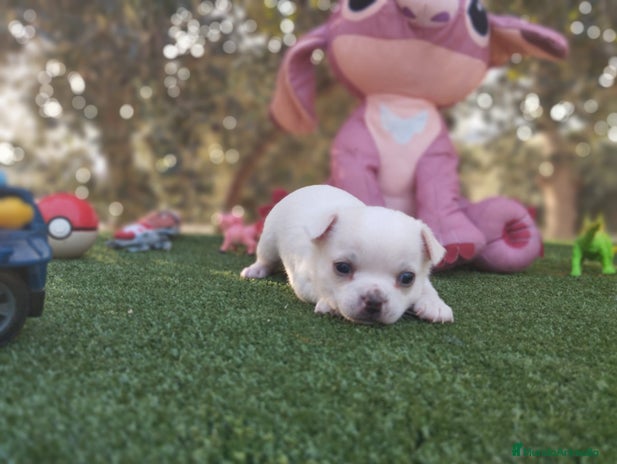 Chihuahua perros - Anuncio 3