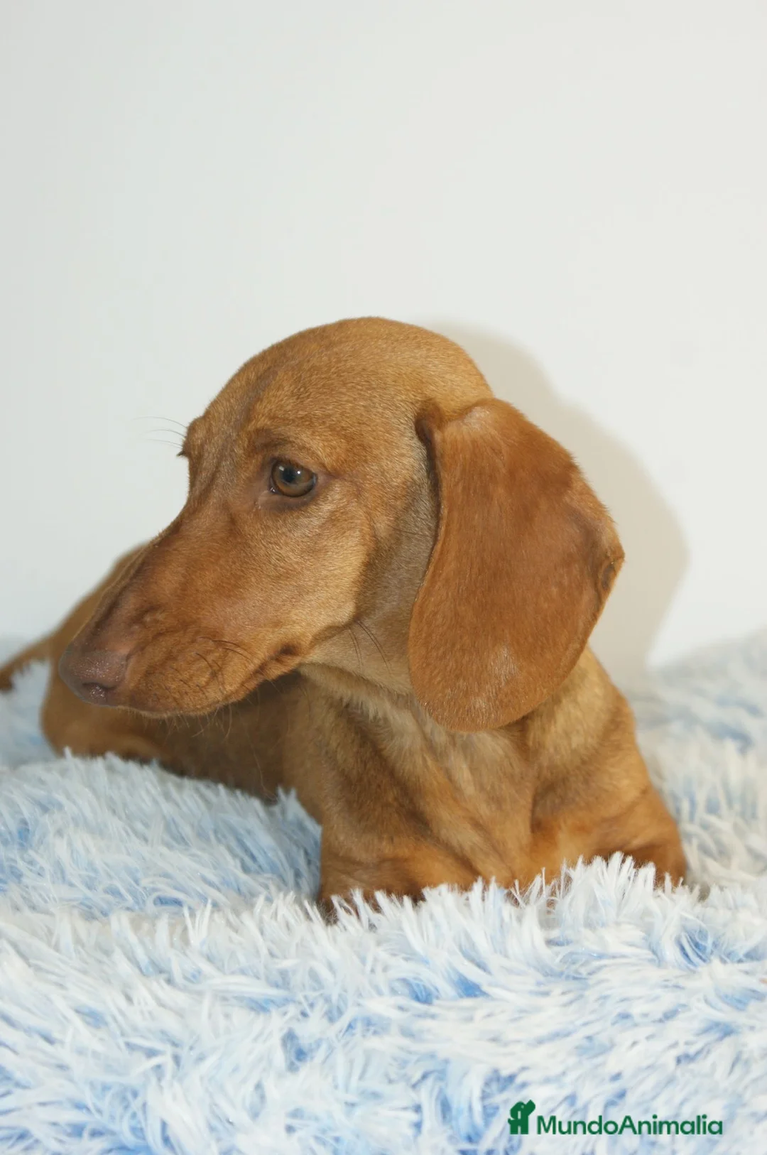 Teckel perros en venta: CACHORRITO DE TECKEL KANINCHEN  - Anuncio 4