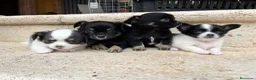Chihuahua perros en venta: Chihuahua pelo largo - Anuncio 2
