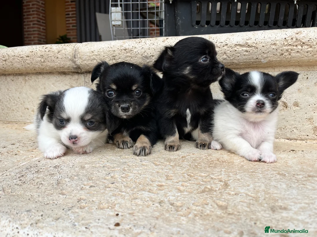 Chihuahua perros en venta: Chihuahua pelo largo - Anuncio 2