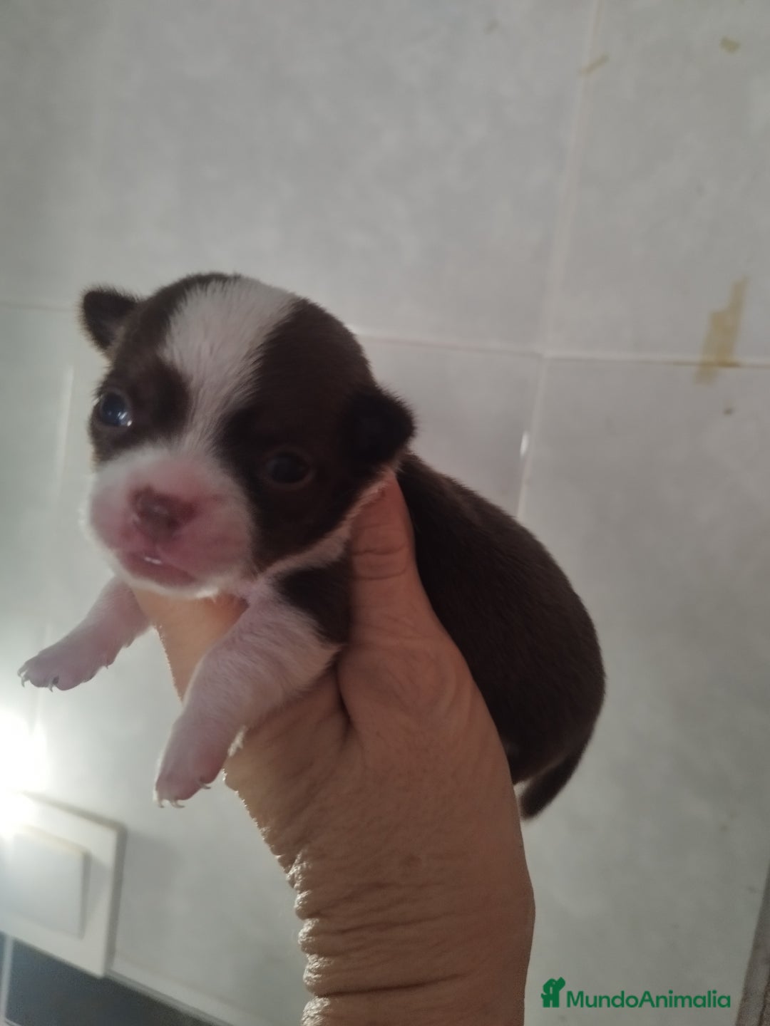 Chihuahua perros en venta: CHIHUAHUA TOY MACHO CALIDAD - Imagen 3