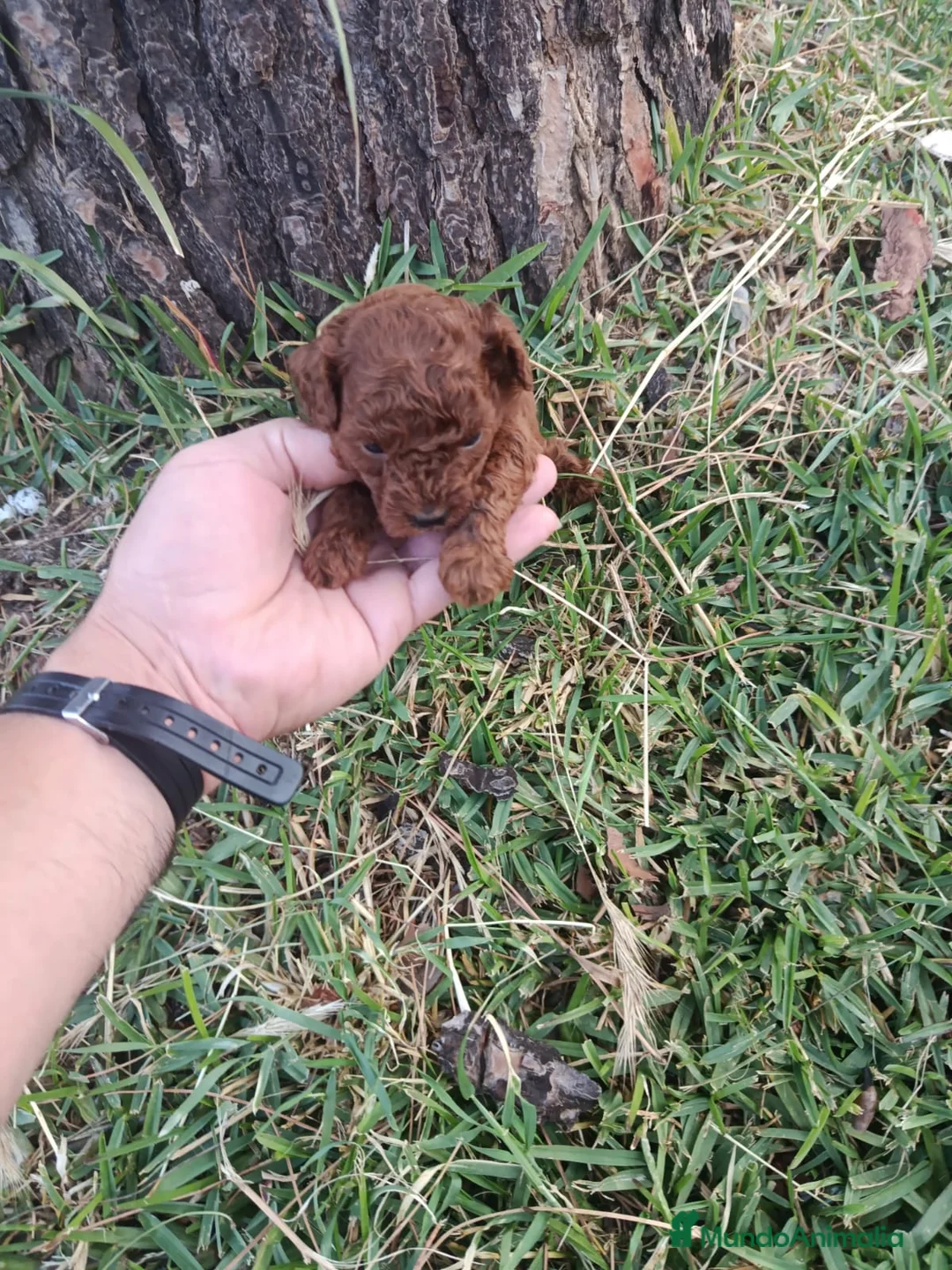 Caniche Toy perros en venta: PRECIOSOS CANICHE  ROJO LINEA ASIÁTICO  - Anuncio 1