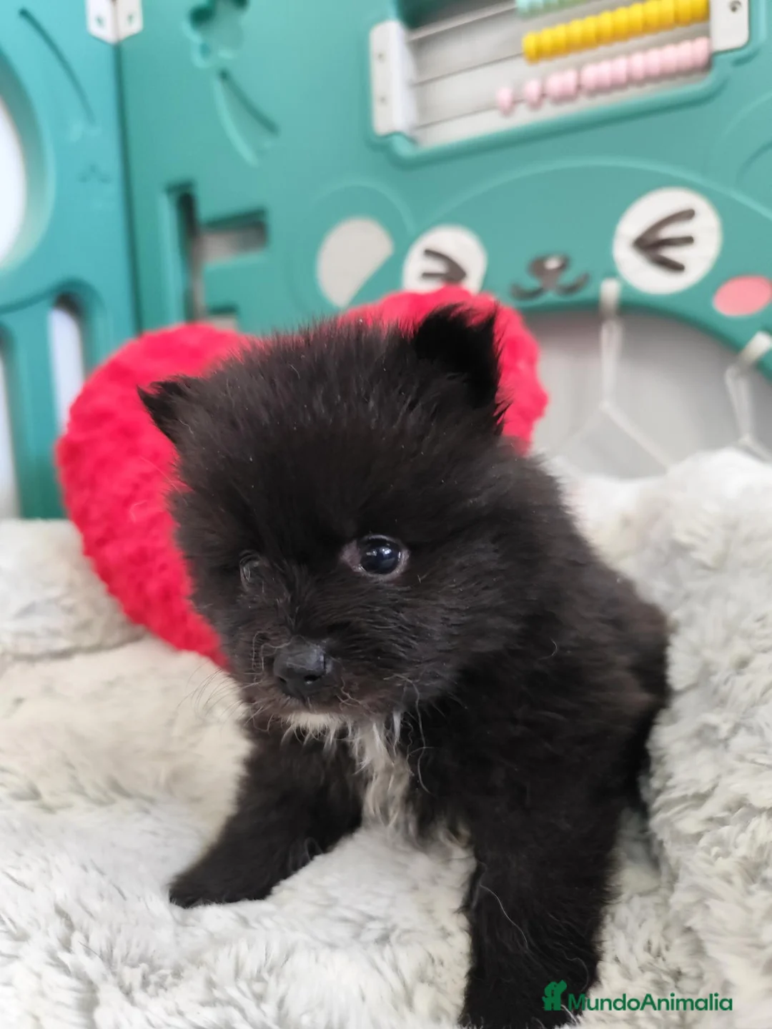 Pomerania perros en venta: Pomerania hembra  - Anuncio 2