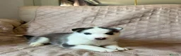 Husky Siberiano perros en venta: Disponibles Huskys Siberianos  - Anuncio 4