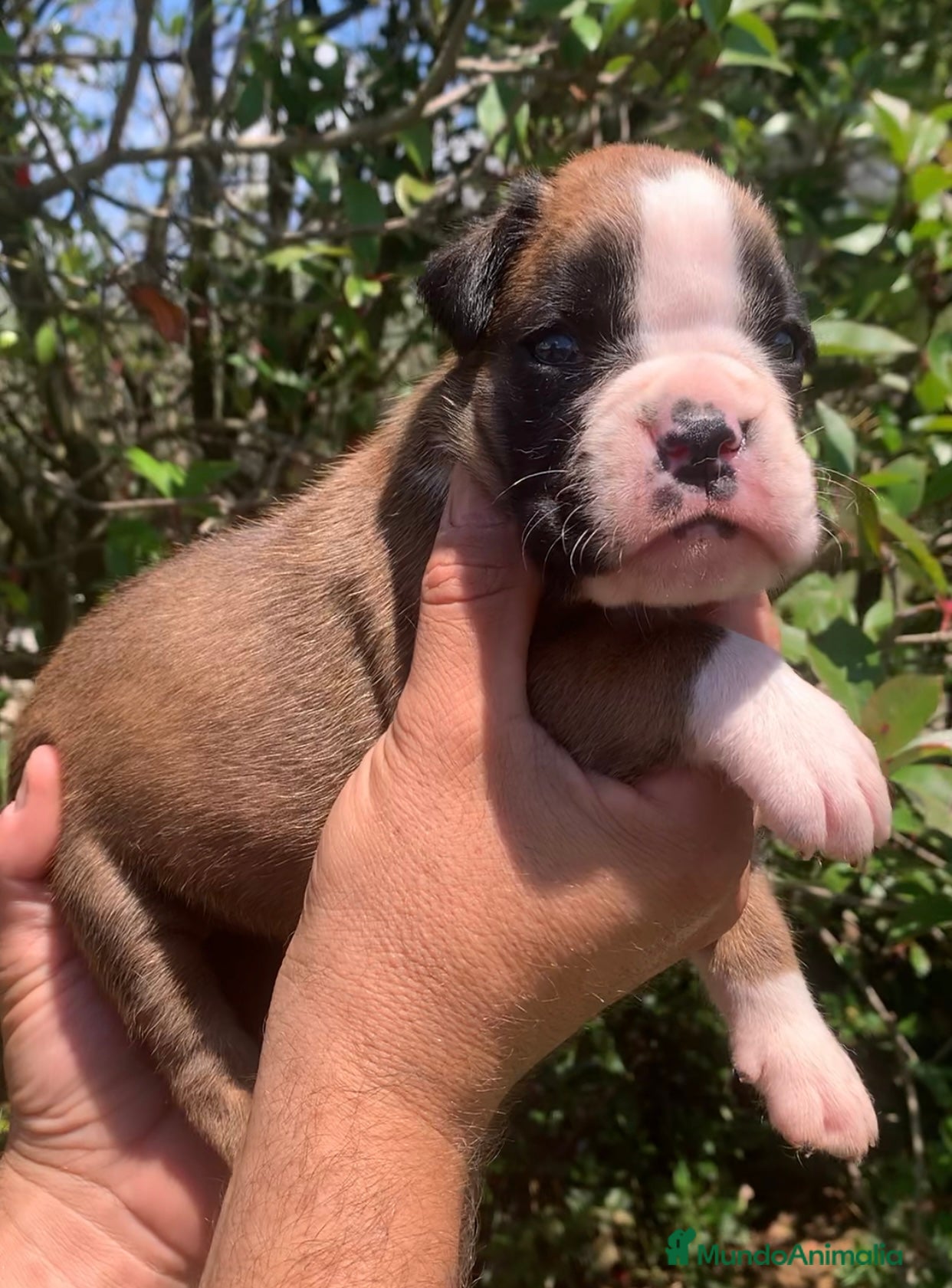 Boxer Cachorro 1