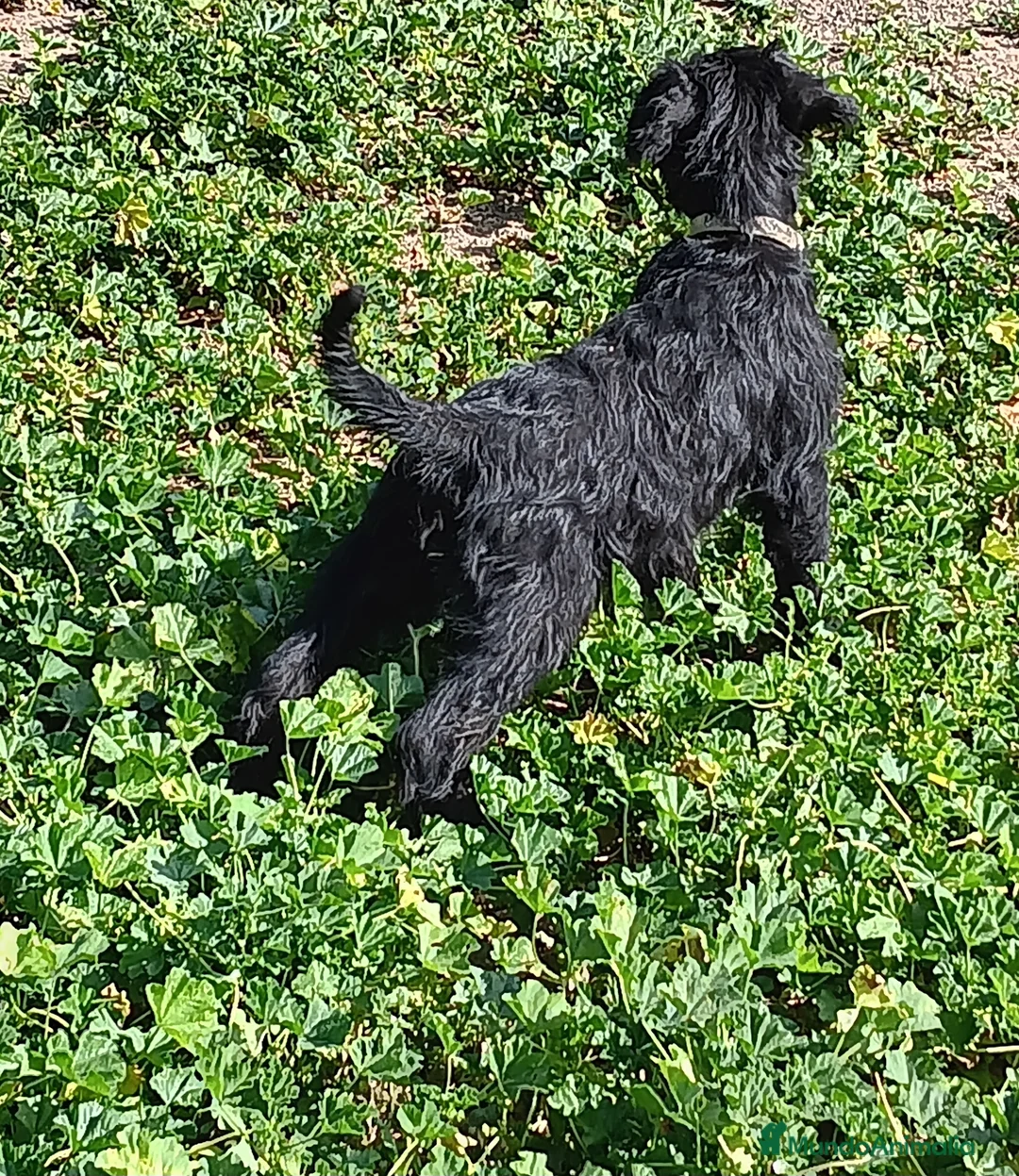 Schnauzer Gigante perros en venta: SchnauzerGiganteMachos - Anuncio 6