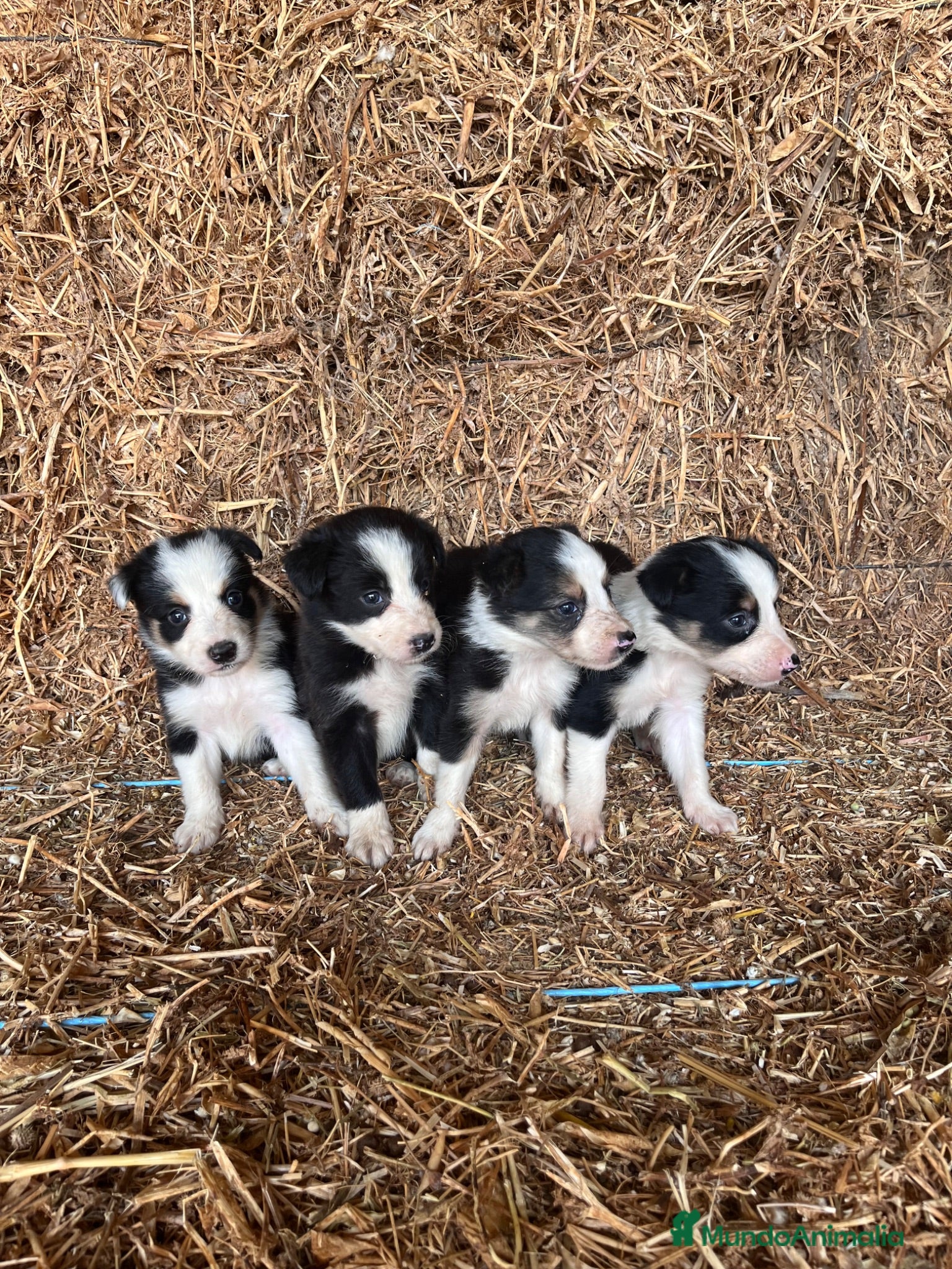 Border Collie perros Border Collie - Anuncio 1