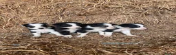 Border Collie perros en venta: Border Collie - Anuncio 1