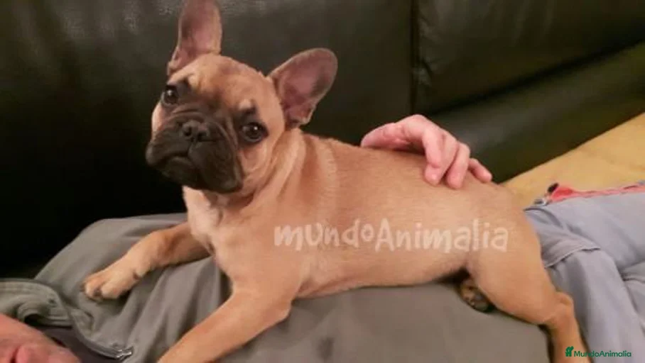 Imagen de galería {{count}}