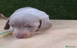 Teckel Miniatura perros en venta: Teckel Mini Isabellos - Anuncio 2