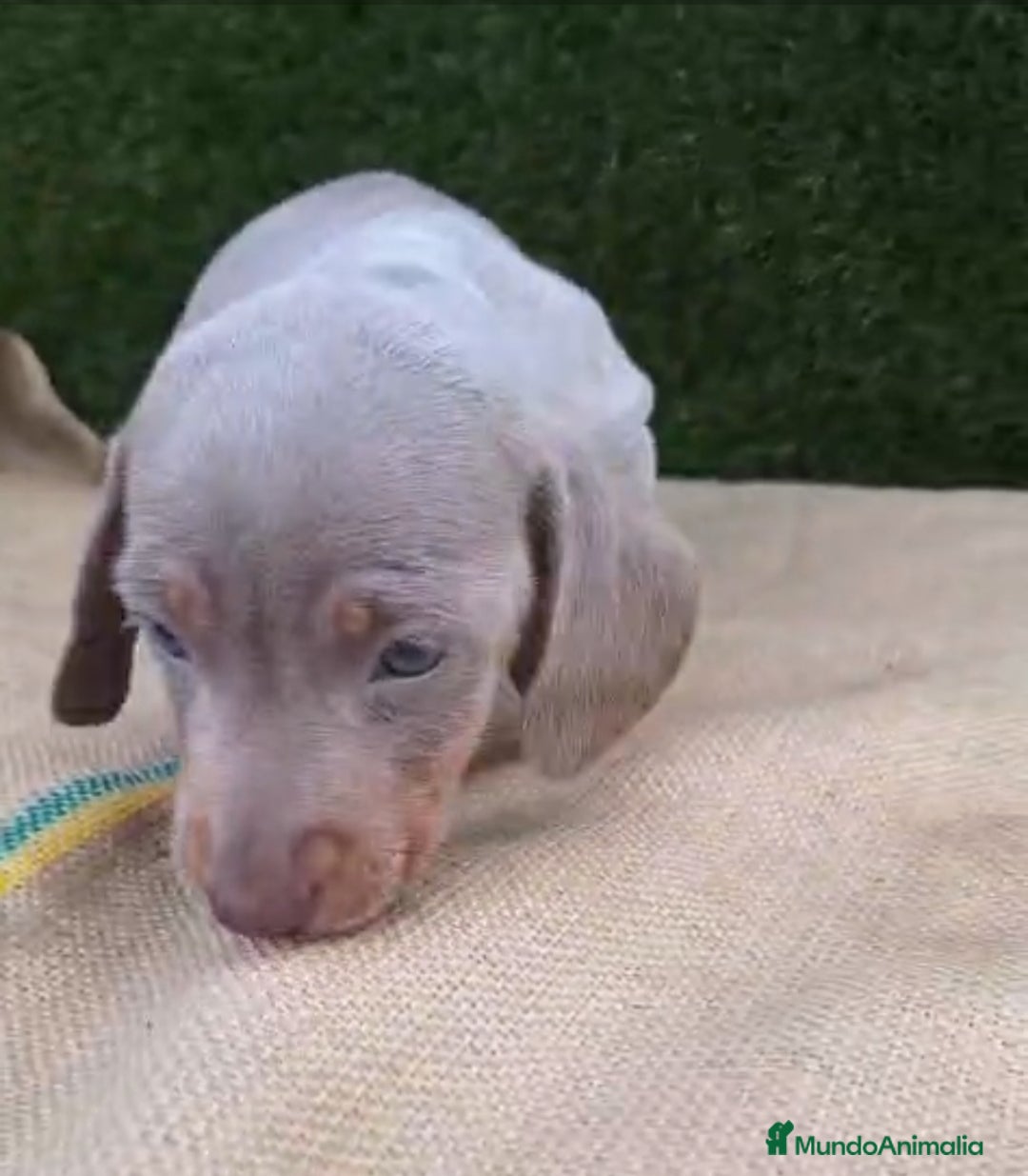 Teckel Miniatura perros en venta: Teckel Mini Isabellos - Anuncio 2