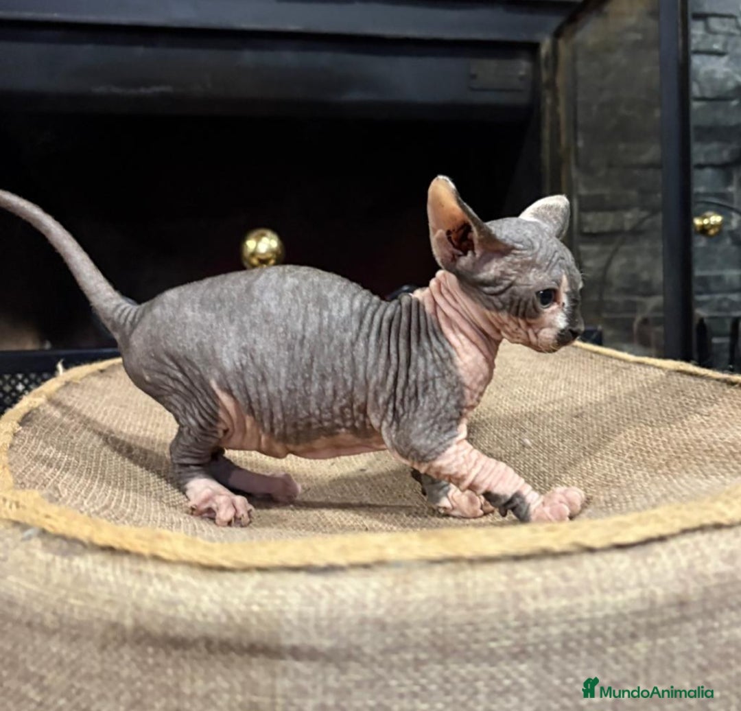 Sphynx gatos en venta: Gato Sphynx  - Anuncio 5