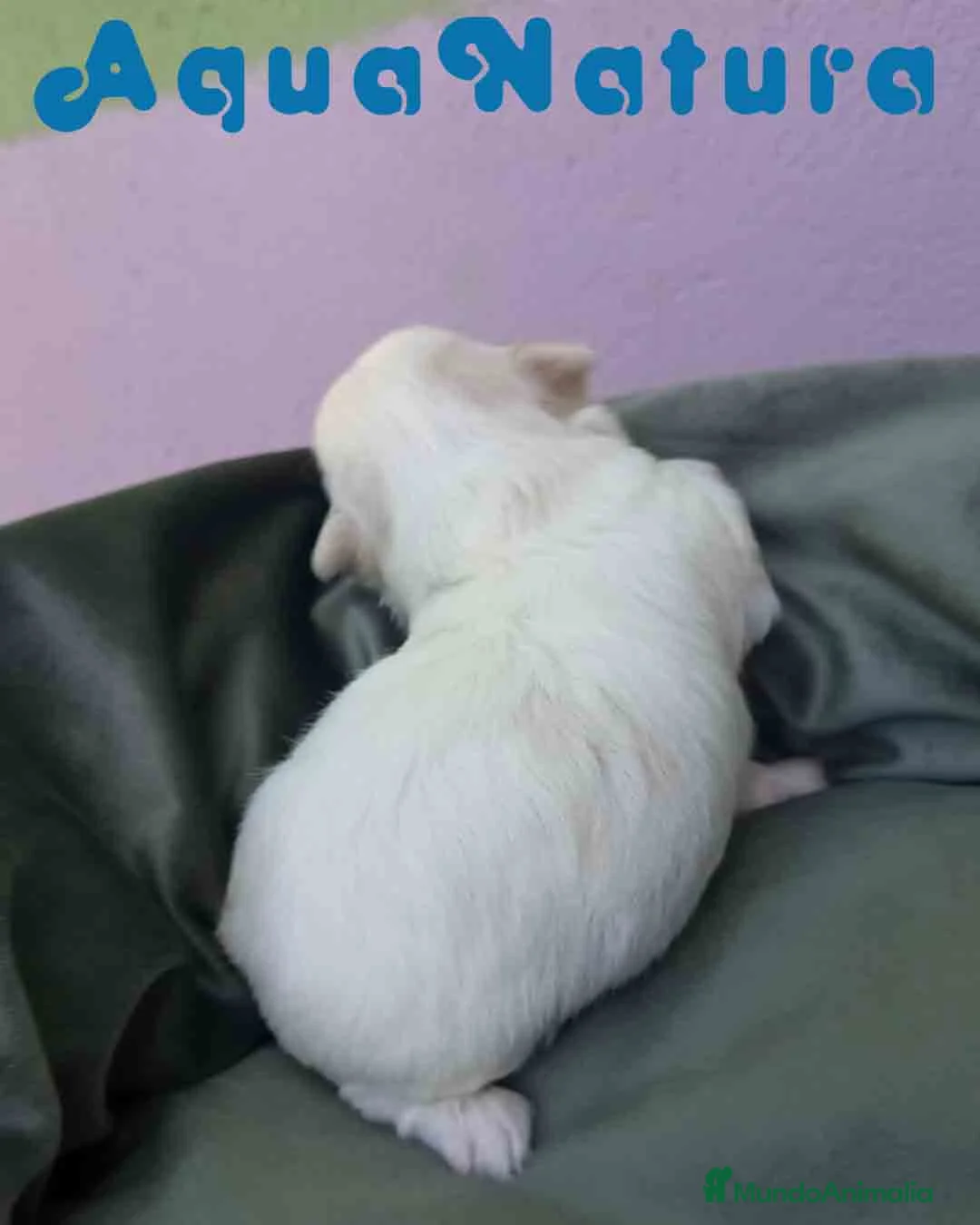 Bichón Maltés perros en venta:  Bichon Maltes Macho 3 AQUANATURA - Anuncio 2