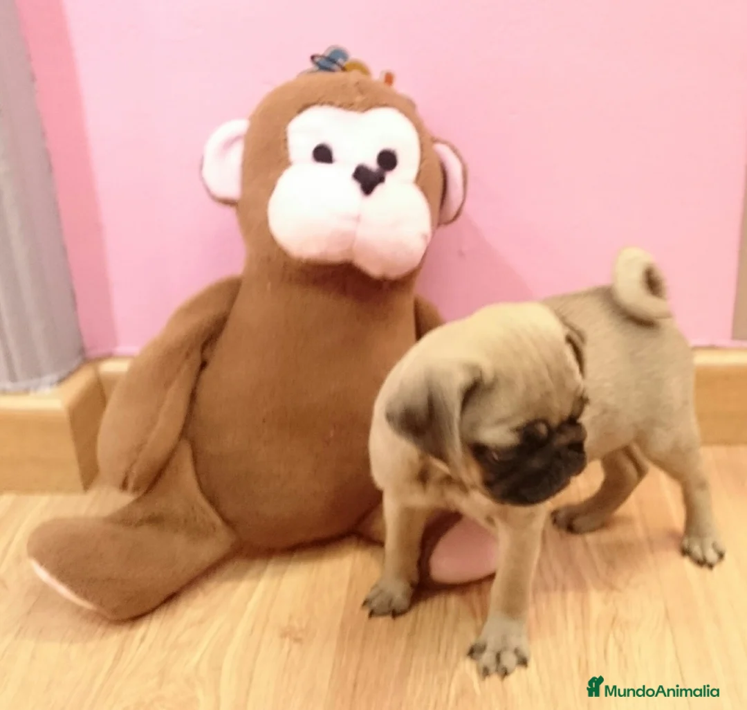 Carlino - Pug perros en venta: Carlino - Anuncio 2