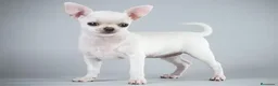 Chihuahua perros en venta: CHIHUAHUA TOY MACHO , COLOR BLANCO. - Anuncio 1