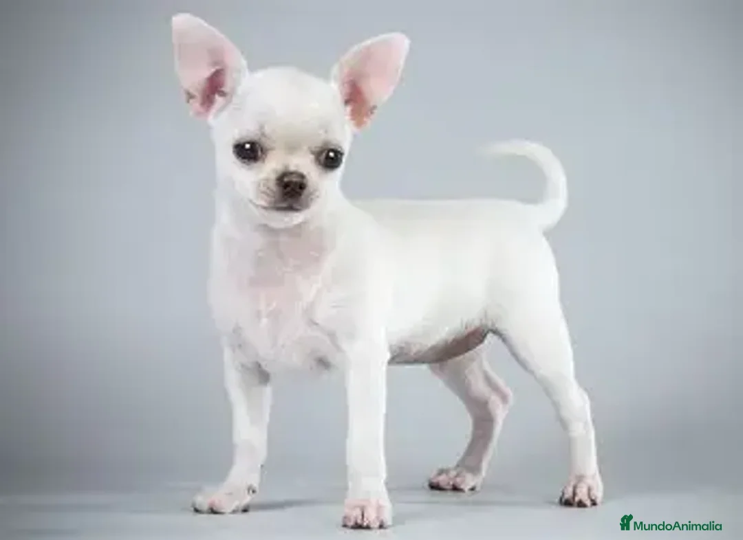 Chihuahua perros en venta: CHIHUAHUA TOY MACHO , COLOR BLANCO. - Anuncio 1