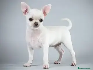 Chihuahua perros CHIHUAHUA TOY MACHO , COLOR BLANCO. - Anuncio 1