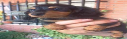 Teckel perros en venta: Teckel pelo largo  - Anuncio 2