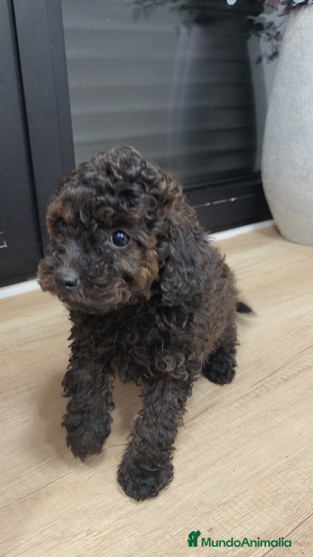 Caniche Toy perros Caniche Toy hembra con reflejos chocolate - Anuncio 11