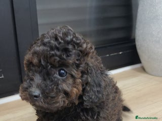 Caniche Toy perros Caniche Toy hembra con reflejos chocolate - Anuncio 1