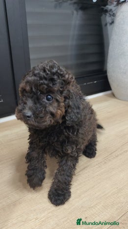 Caniche Toy perros Caniche Toy hembra con reflejos chocolate - Anuncio 1