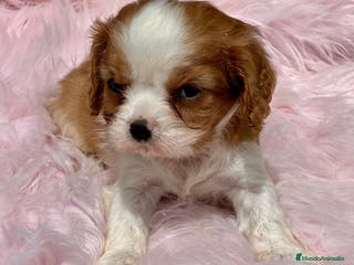 Cavalier King Charles Spaniel perros CAVALIER BLENHEIN HEMBRAS DIVINAS en Barcelona - Anuncio 27