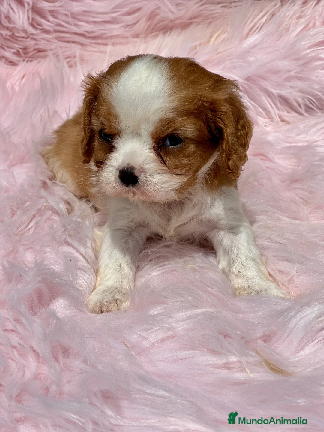Cavalier King Charles Spaniel perros en venta: CAVALIER BLENHEIN HEMBRAS DIVINAS en Barcelona - Anuncio 1