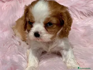 Cavalier King Charles Spaniel perros CAVALIER BLENHEIN HEMBRAS DIVINAS en Barcelona - Anuncio 5