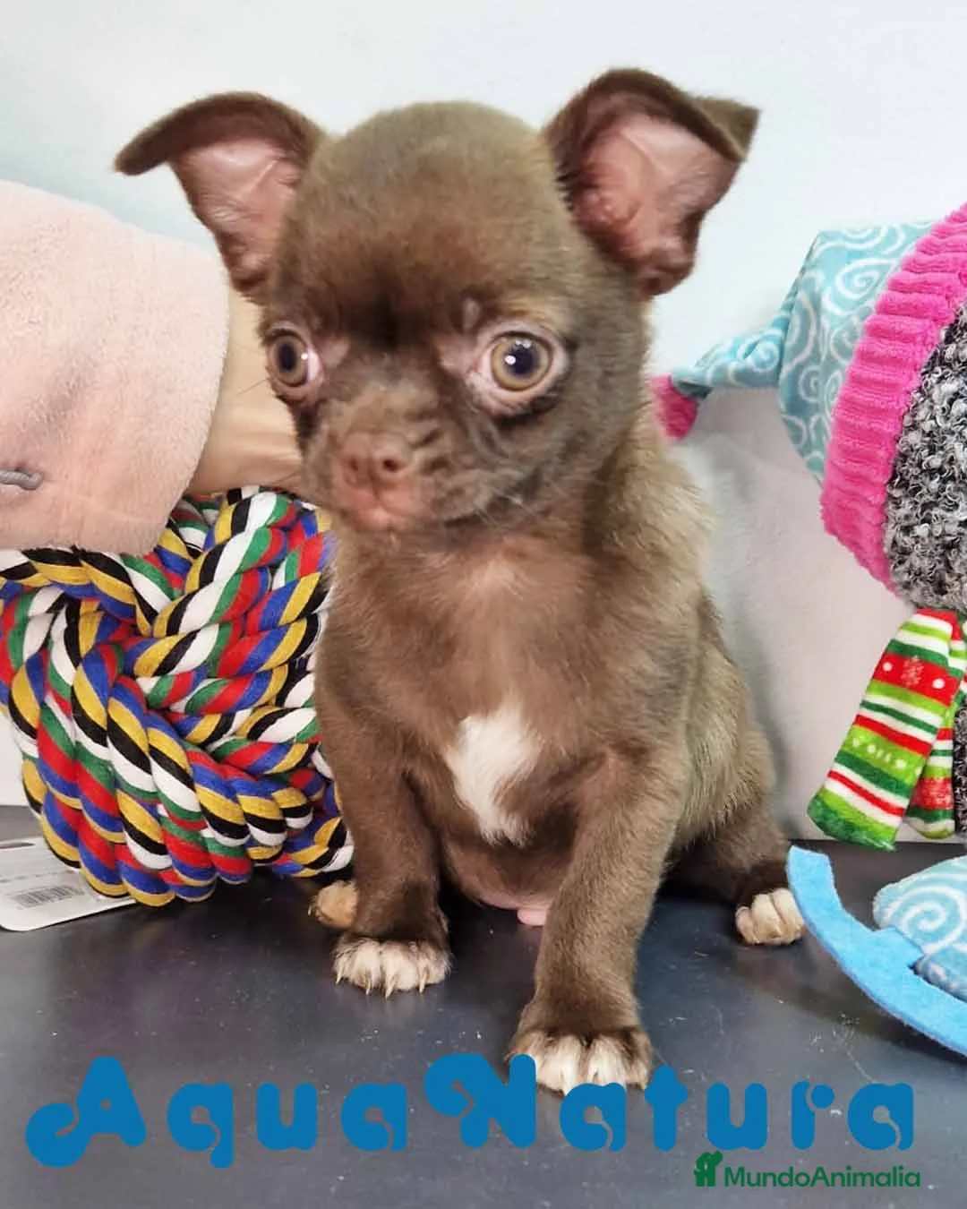 Chihuahua perros en venta: Chihuahua Macho 7510 - AQUANATURA en Barcelona - Anuncio 3