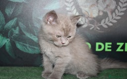 Británico de Pelo Corto Azul gatos en venta: British shorthair  - Imagen 3