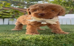 Caniche Toy perros en venta: CANICHE TOY EN SEVILLA, ENVIO A TODA ESPAÑA - Imagen 17