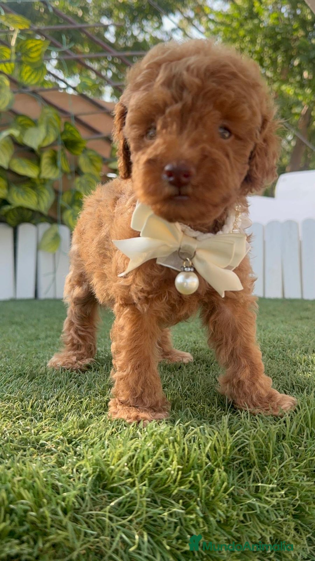 Caniche Toy perros en venta: CANICHE TOY EN SEVILLA, ENVIO A TODA ESPAÑA - Imagen 17